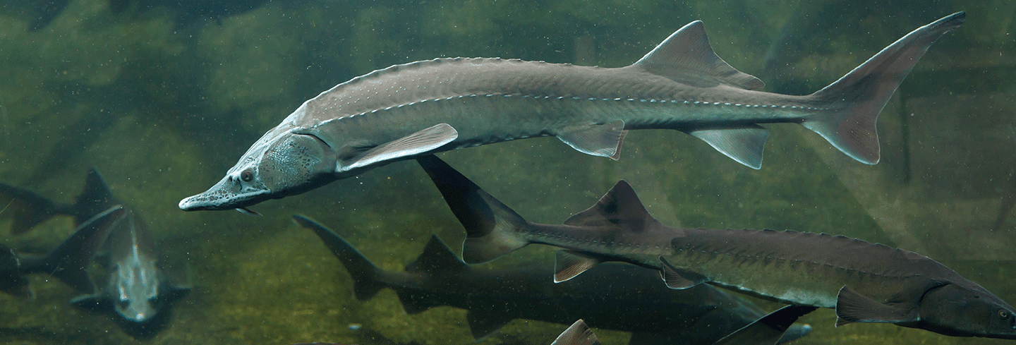 Biodiversity conservation